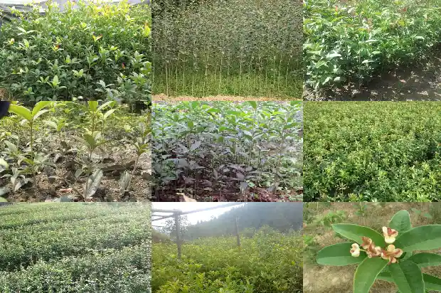 20公分桂花树移栽方法和注意事项1681523908836