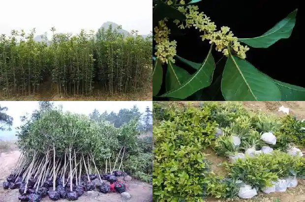 刚移栽的桂花树怎样管理1681523976125