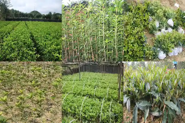 刚移栽的桂花树怎样管理1681523976173