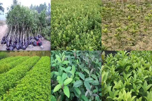 40年桂花树市场价格1681524048967