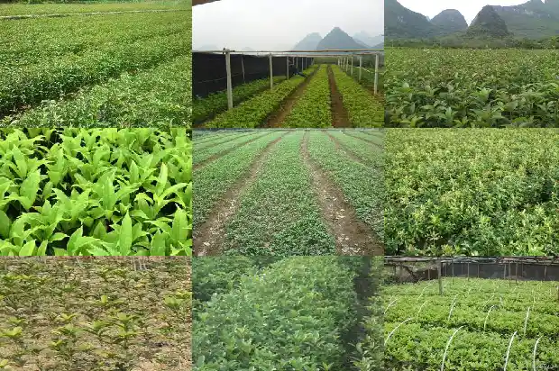 8年桂花树价格表1681524129249