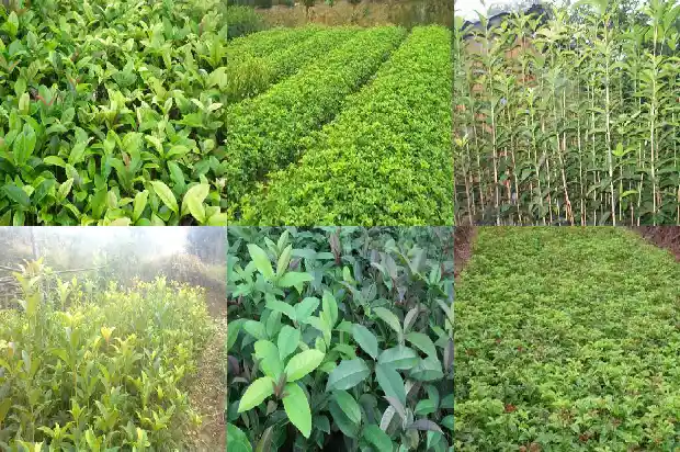 桂花树出售怎么找买家信息1681524219487