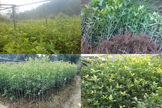 桂花树出售怎么找买家信息1681524219583