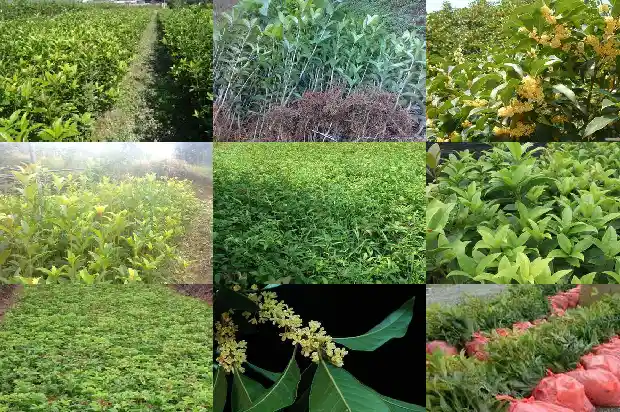 桂花树买卖1681524299261