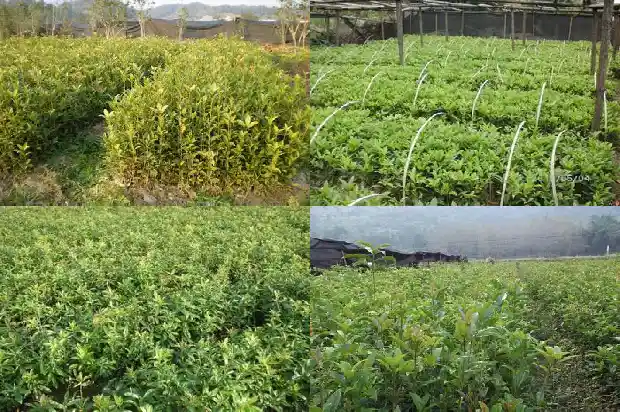 2015桂花树价格1681524367310