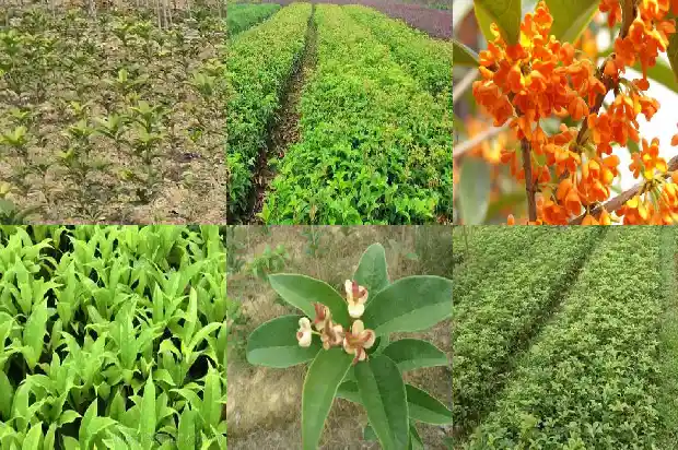 桂花木有什么用途和作用1688516452811