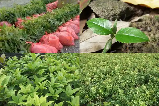 2015桂花树价格1681524367404
