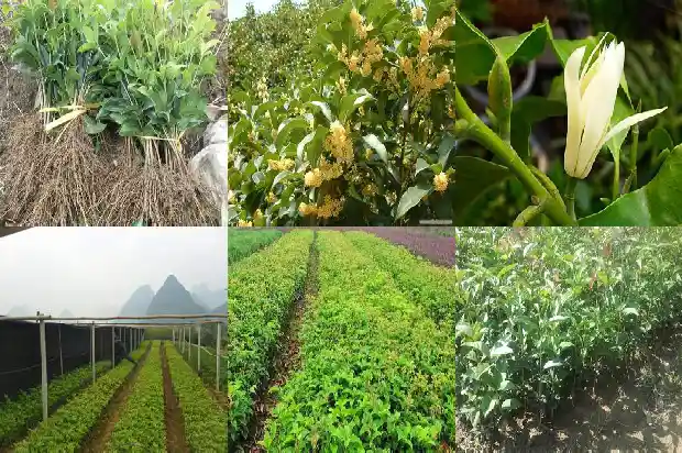 大桂花树苗价格多少一棵1689985402805