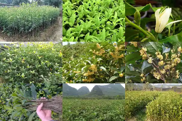 三年的桂花树价格多少1681524542265