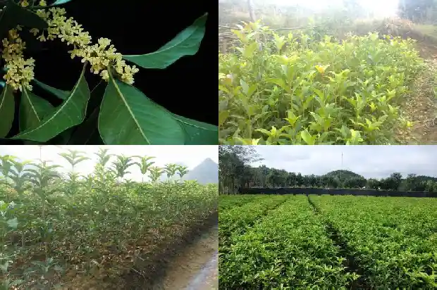 三年的桂花树价格多少1681524542313