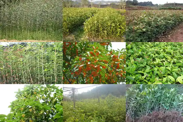 三年的桂花树价格多少1681524542360