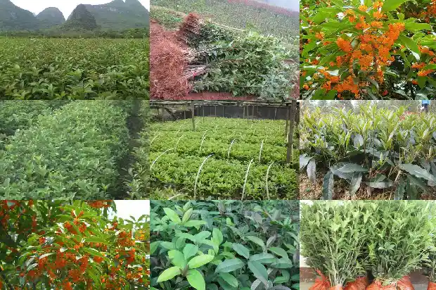 20cm的桂花树多少钱一颗1681524742302