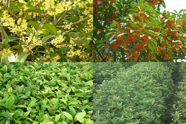 20cm的桂花树多少钱一颗1681524742397