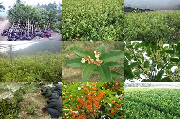 20cm的桂花树多少钱一颗1681524742445