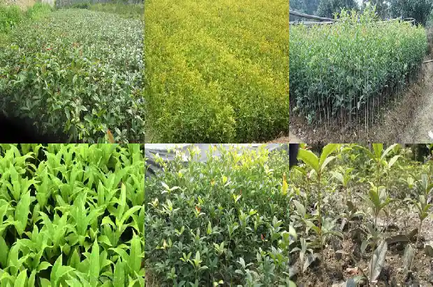 30年的桂花树值多少钱一棵1681524852602