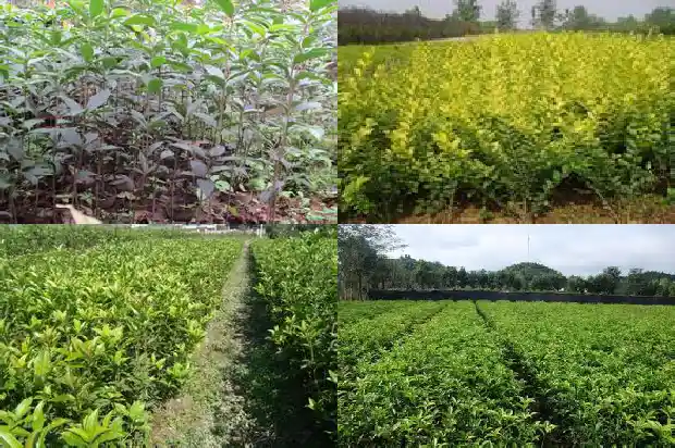 30年的桂花树值多少钱一棵1681524852650