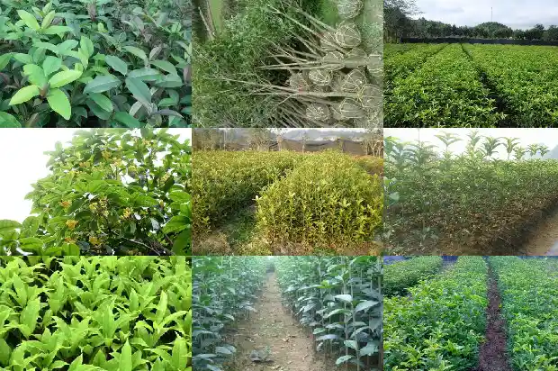 30年的桂花树值多少钱一棵1681524852698