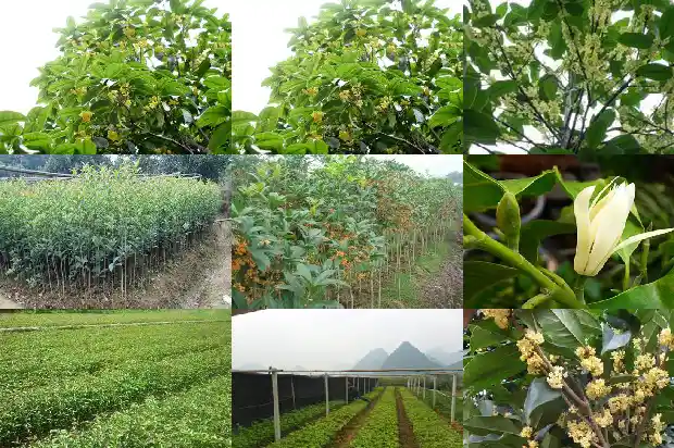 30年的结果的桂花树值多少钱一棵1681524958635