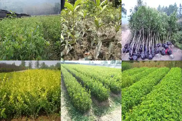 30年的结果的桂花树值多少钱一棵1681524958681