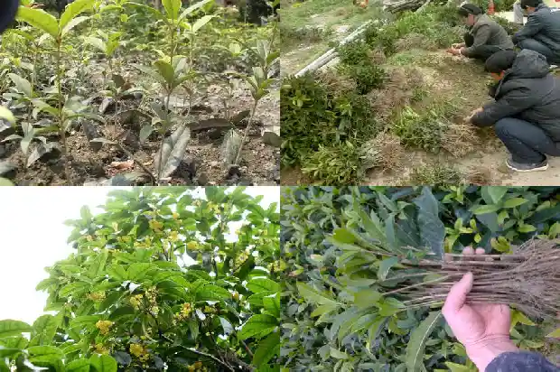 30年的结果的桂花树值多少钱一棵1681524958729