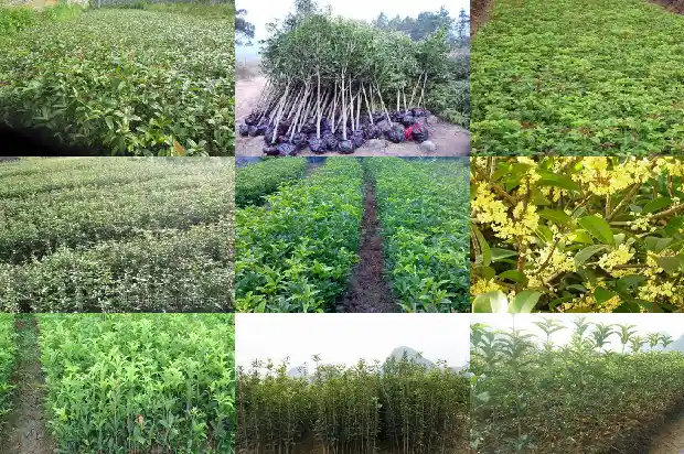 6米桂花树市场价格1681525119660
