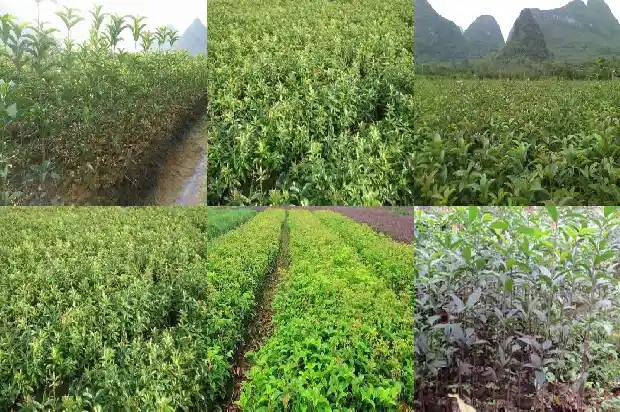 25公分的桂花树多少钱一颗1681525186626
