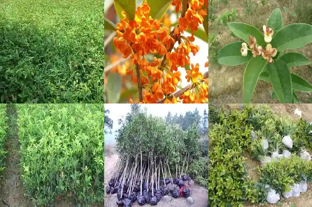 25公分的桂花树多少钱一颗1681525186674