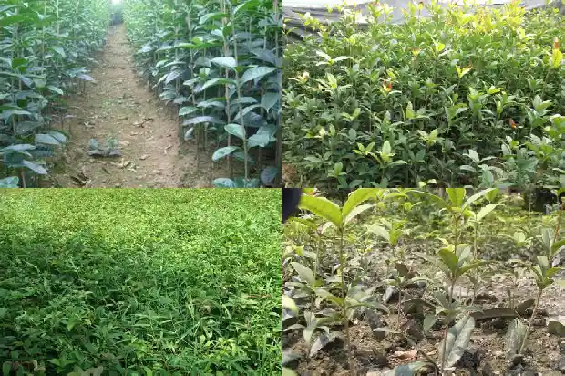 25公分的桂花树多少钱一颗1681525186721