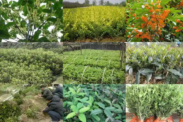 25公分的桂花树多少钱一颗1681525186769
