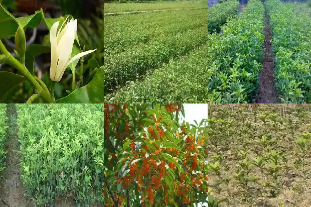 20年的桂花树多大1681525294557