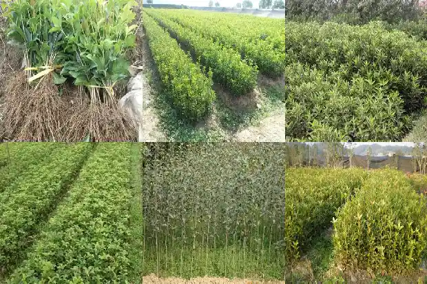 20公分的桂花树多少钱一棵1681525346171