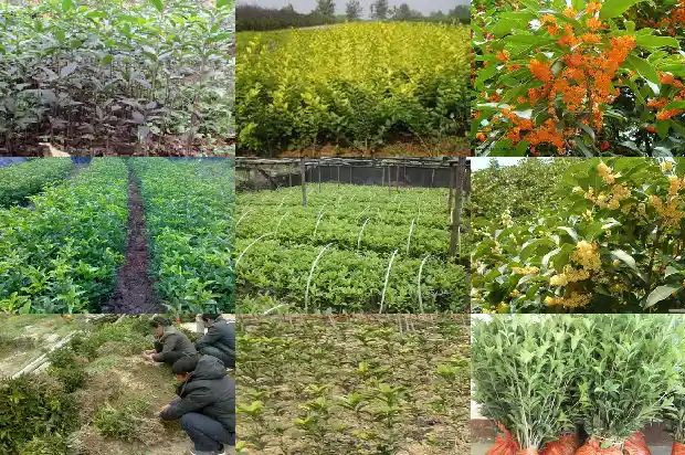 20公分的桂花树多少钱一棵1681525346267