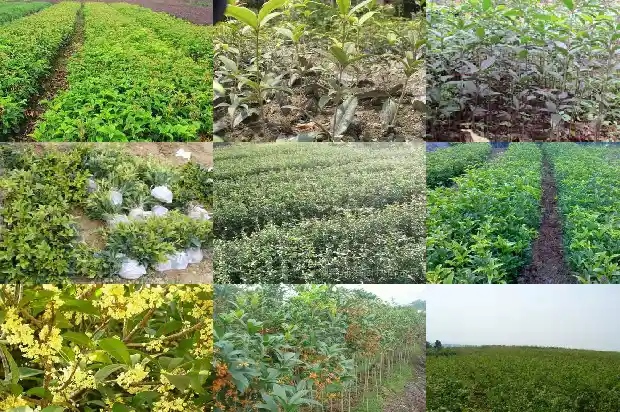 30公分的桂花树多少钱一颗1681525417478