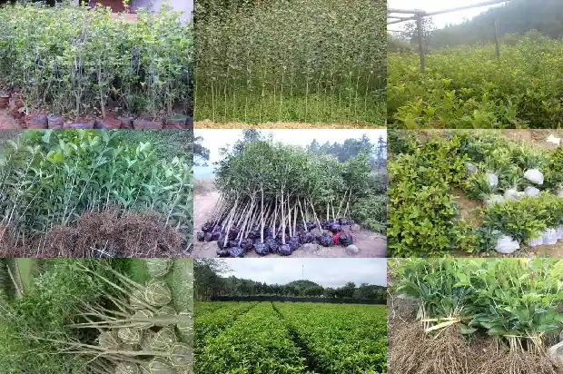 30公分的桂花树多少钱一颗1681525417526