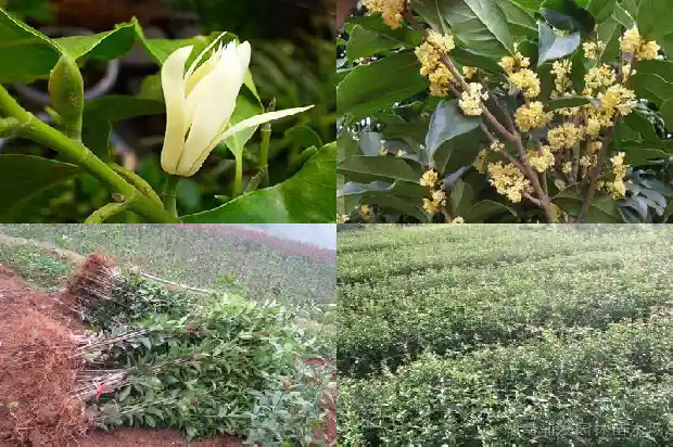 30公分的桂花树多少钱一颗1681525417574