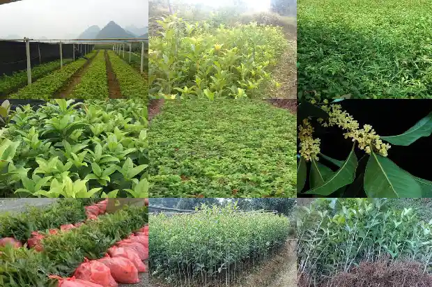 30公分的桂花树多少钱一颗1681525417621