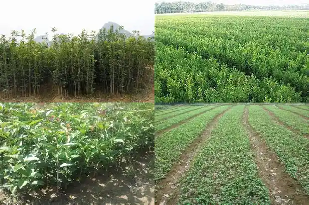 20年的金桂花树多少钱一棵1681525466950