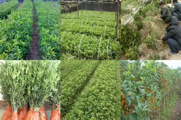 20年的金桂花树多少钱一棵1681525467045
