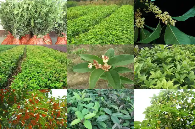 30公分桂花树多少钱一棵呢1681525503197