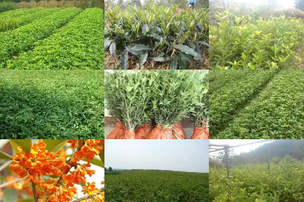 二十公分的桂花树价格多少1681525545294