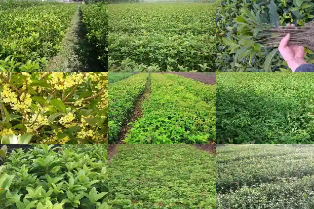 二十公分的桂花树价格多少1681525545342