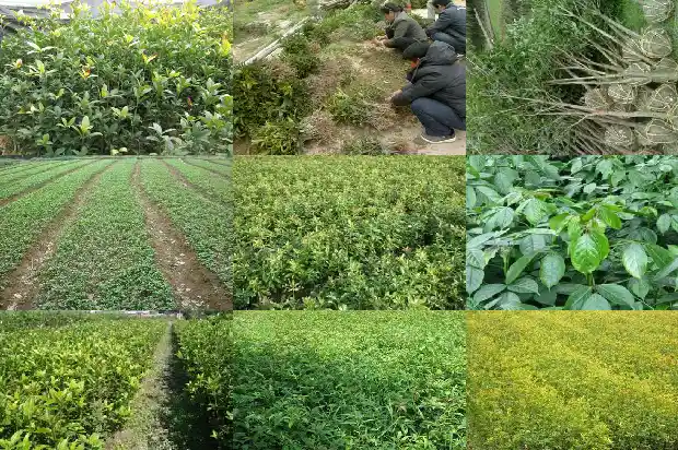 两公分的桂花树多少钱1681525616146