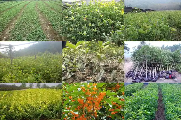 两公分的桂花树多少钱1681525616194