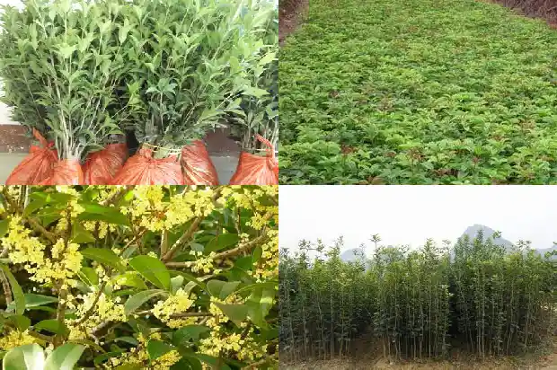 两公分的桂花树多少钱1681525616241
