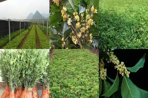桂花树价格多少钱一亩1681525729462