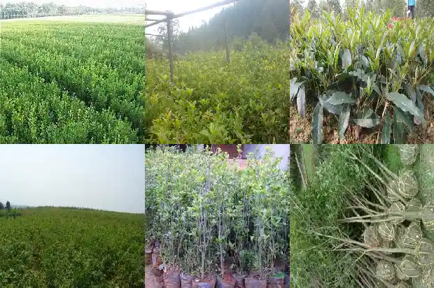 桂花树价格多少钱一亩1681525729507