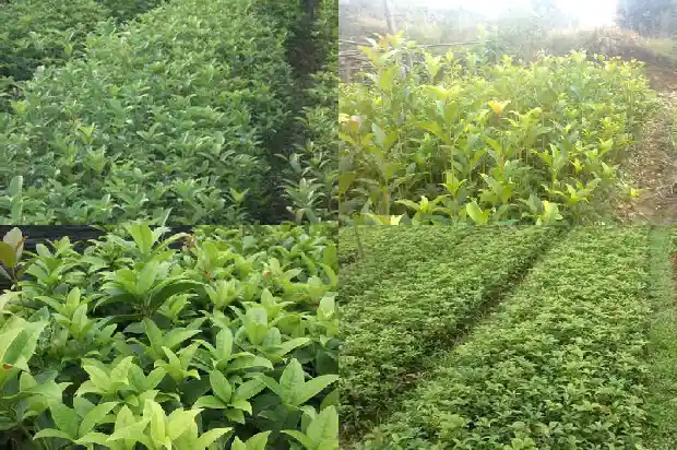桂花树价格多少钱一亩1681525729554