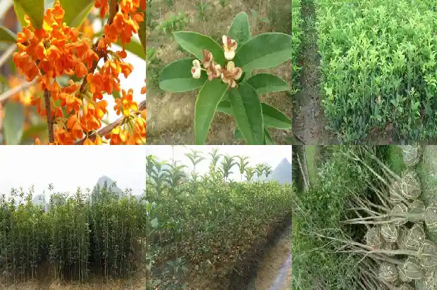 丛生桂花树最新价格行情1681525792187