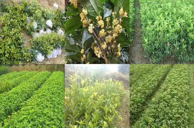 丛生桂花树最新价格行情1681525792235