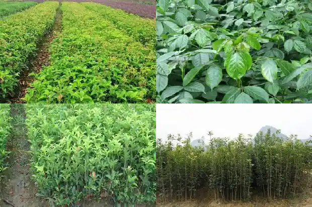 丛生桂花树最新价格行情1681525792283
